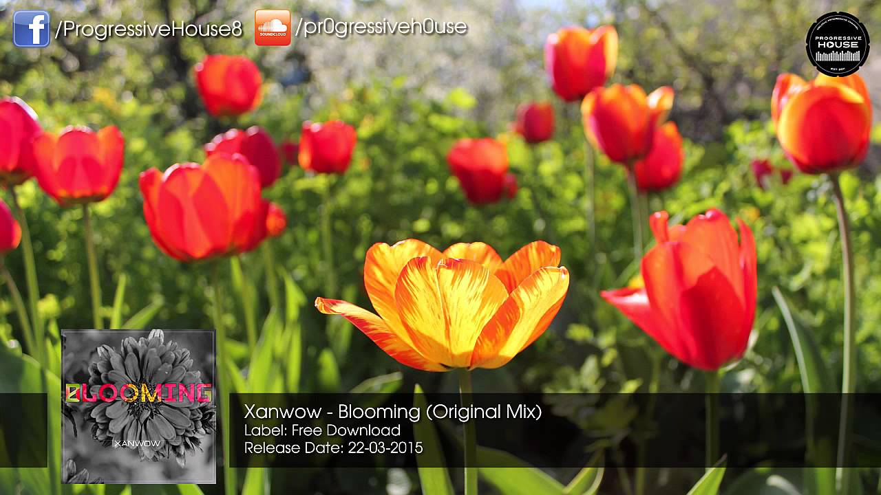 Xanwow - Blooming (Original Mix) [Free Download]