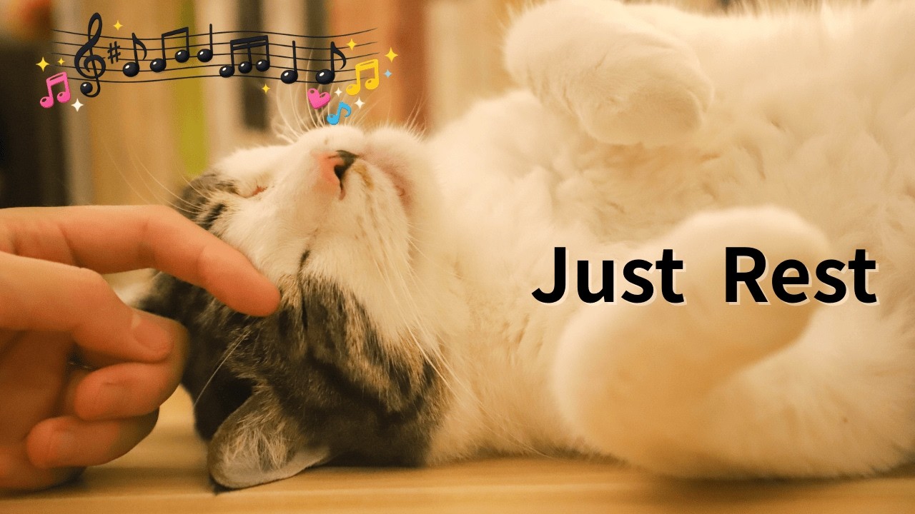 햇빛 좋은 오후, 고양이의 휴식 ☀️🐈| A Sunny Afternoon with Resting Cats
