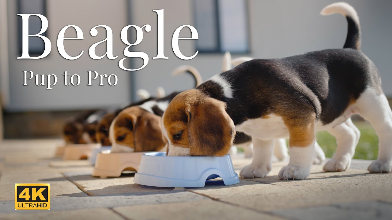 Beagle stories - from puppy to active dog