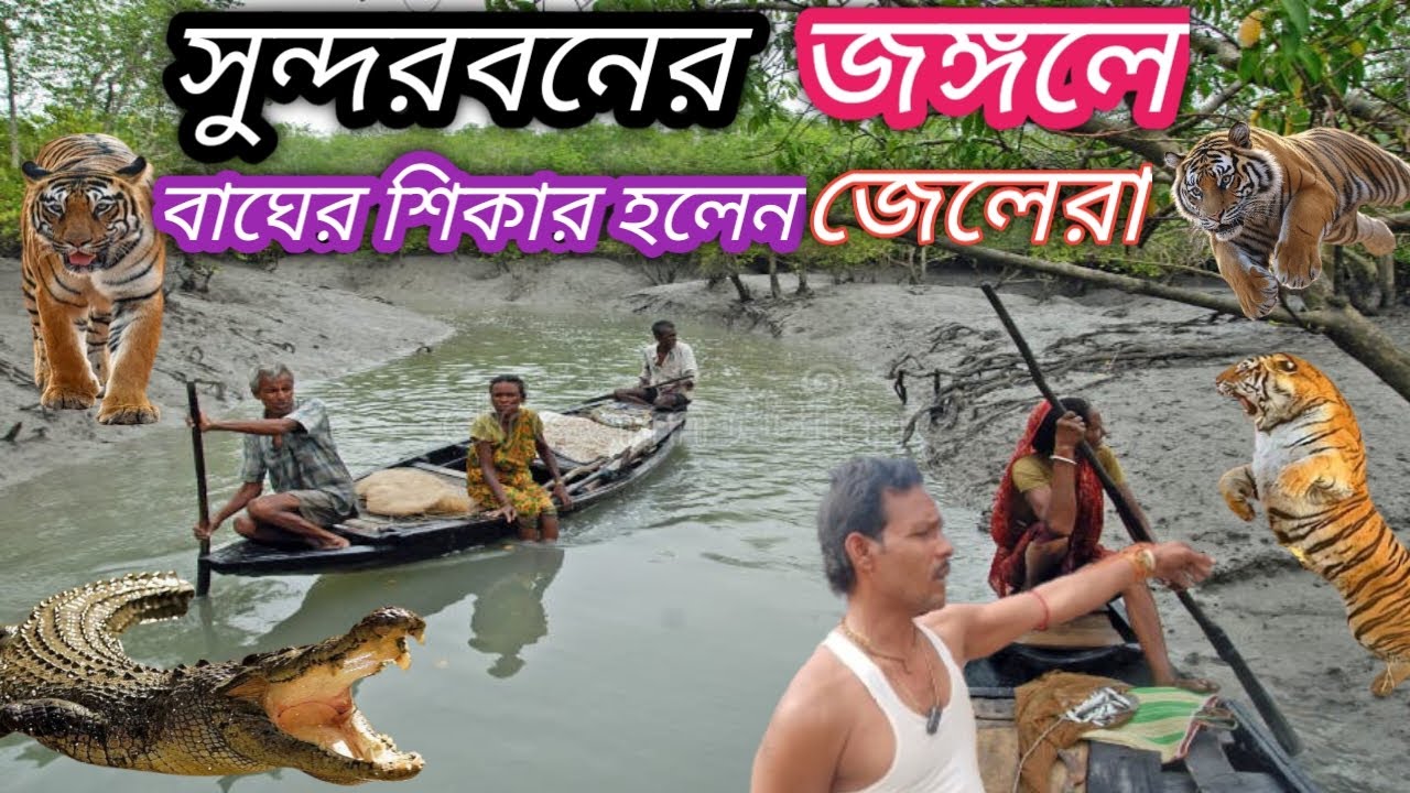 সুন্দরবন আজমল বাড়ির জঙ্গলের টাইগার এটাক করলেন জেলেদের উপর 😨//@jkcholo/Sundarban tiger attack