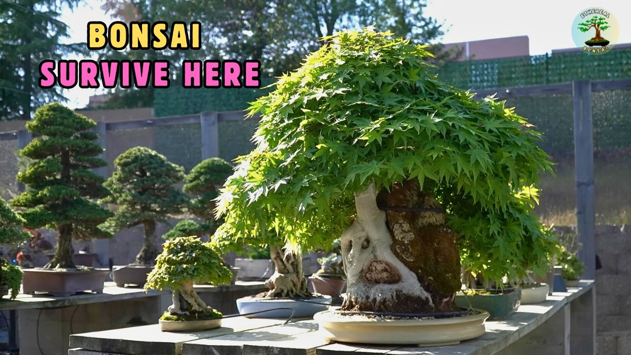 Iconic Bonsai Aren’t Rare. They’re Maintained.