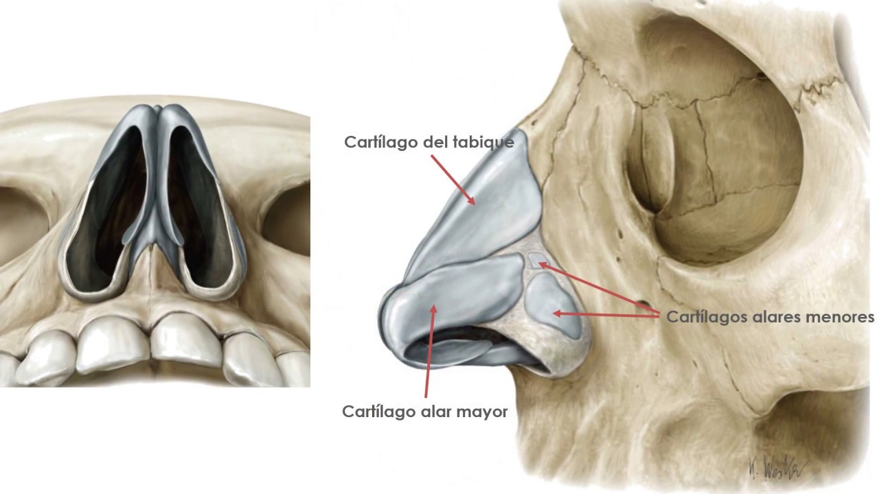 E1.1 | Cavidades nasales | Anatomía 2 | FMed UBA