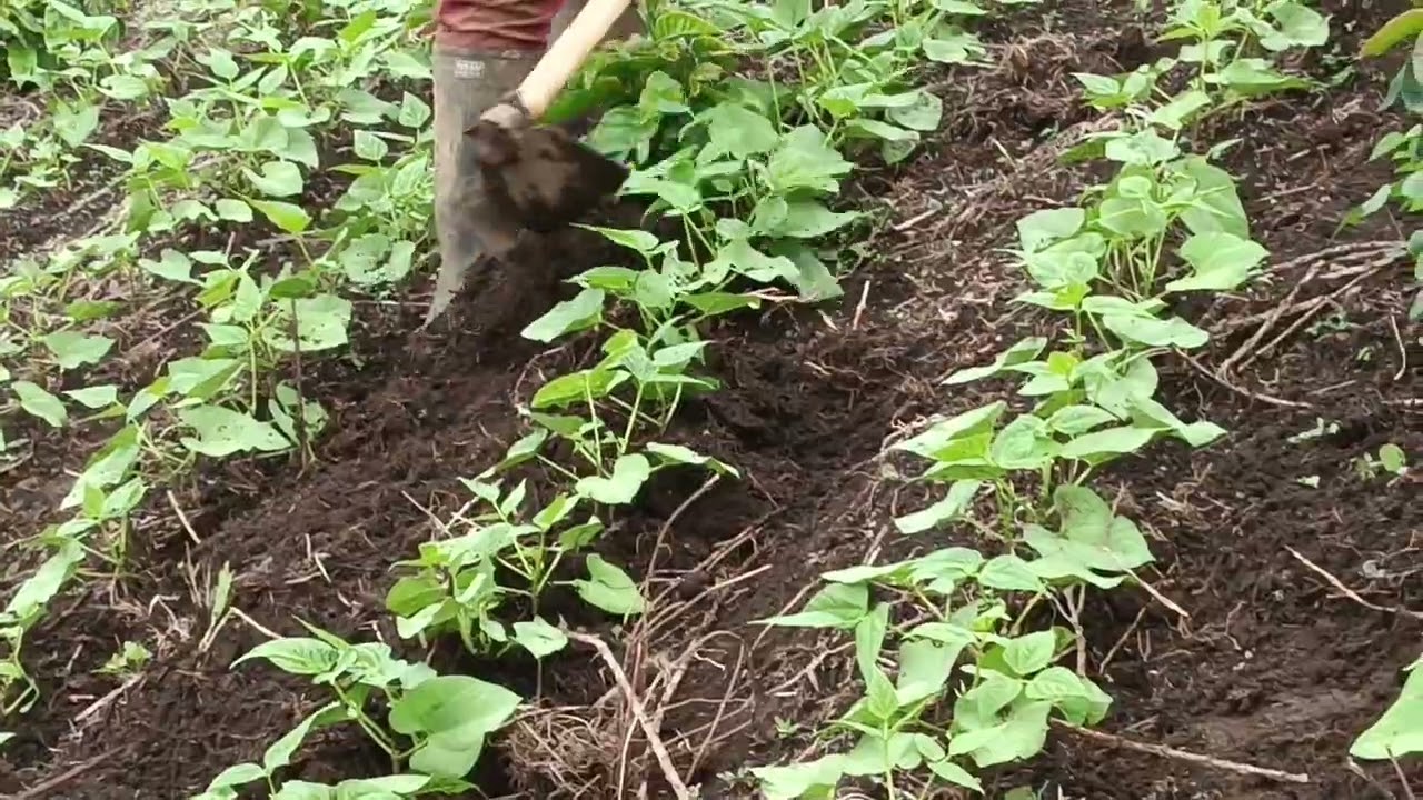 te gusta el campo apollanos suscríbete y dale me gusta alos videos y comenta de dónde nos Ben y cnpt