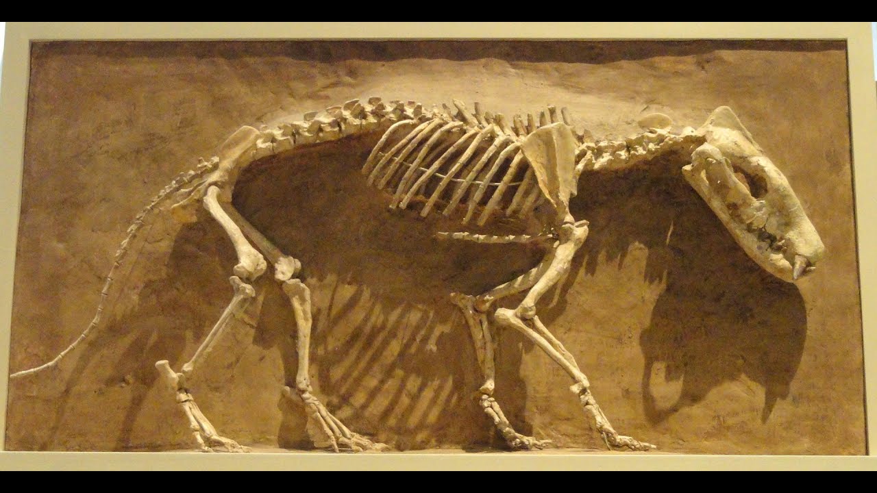 Tarih &Ouml;ncesi Bir Yırtıcı: Hyaenodon Belgeseli T&uuml;rk&ccedil;e/Giyotin Gibi &Ccedil;ene