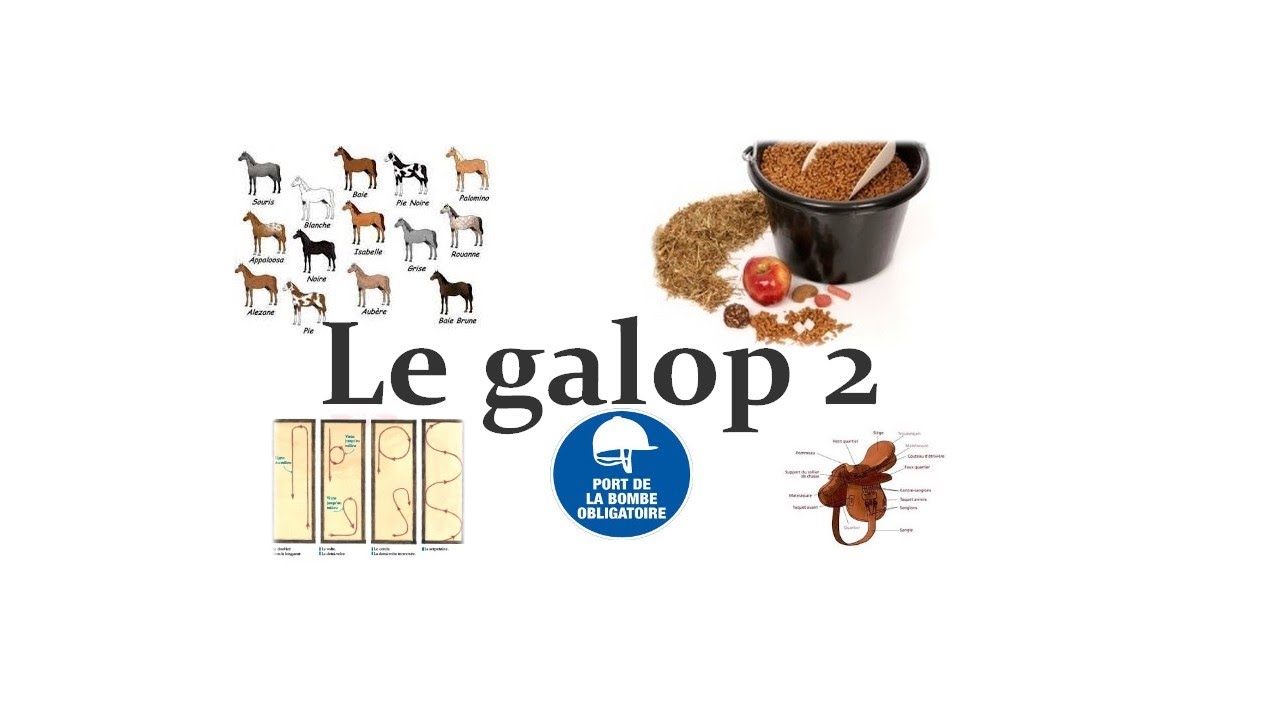[Le galop 2] La maîtrise des allures.