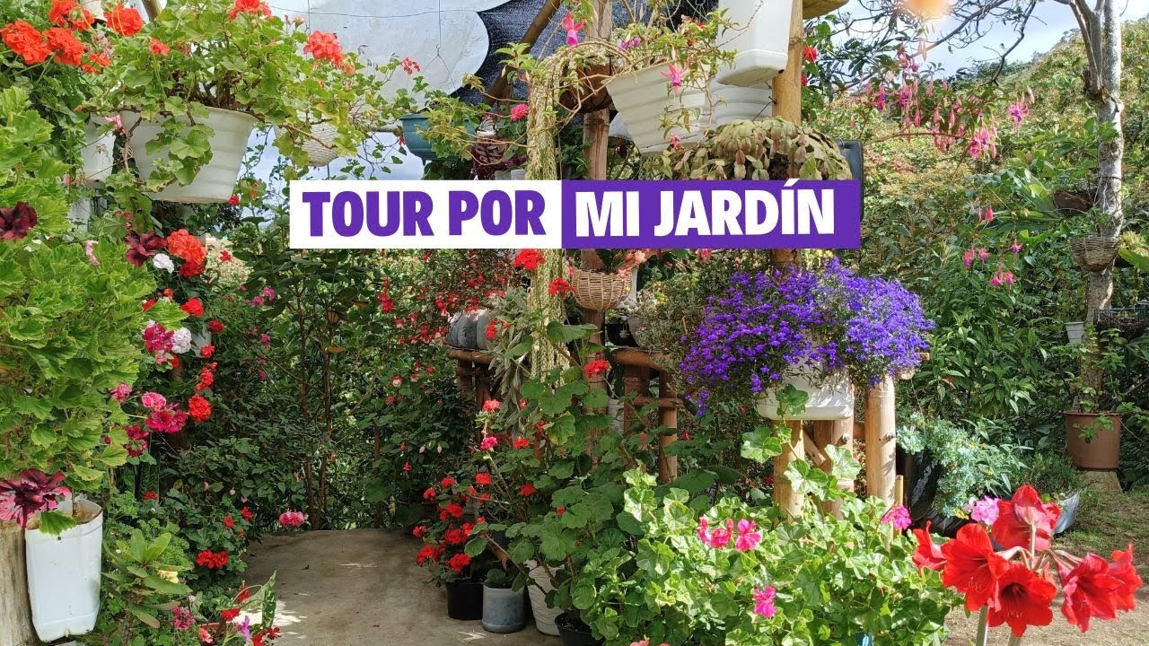TOUR POR MI JARDÍN la mayoría de mis plantas están floreciendo | Jardín Diaz