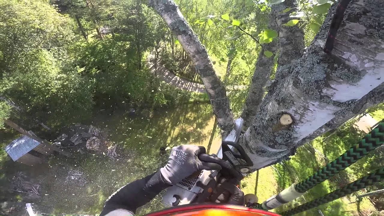 Arborist tree removals!