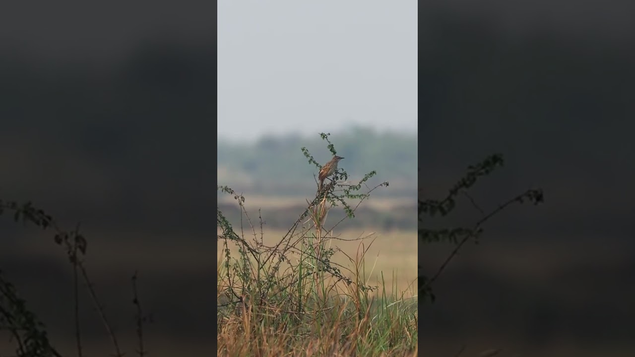 Cambodia Bird Tours#birdsofchina #sittingonthedockofthebay #wildlife #nature