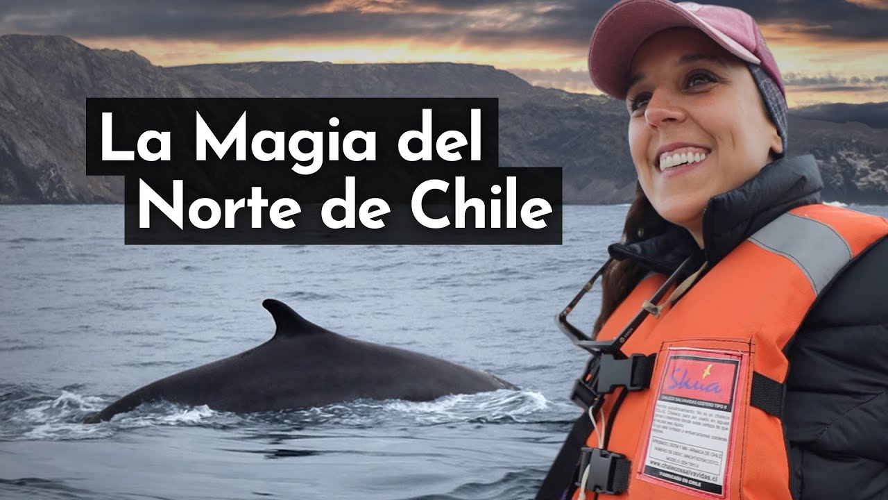 ¡Nos Rodearon Ballenas 🐋  en Chañaral de Aceituno! 🇨🇱