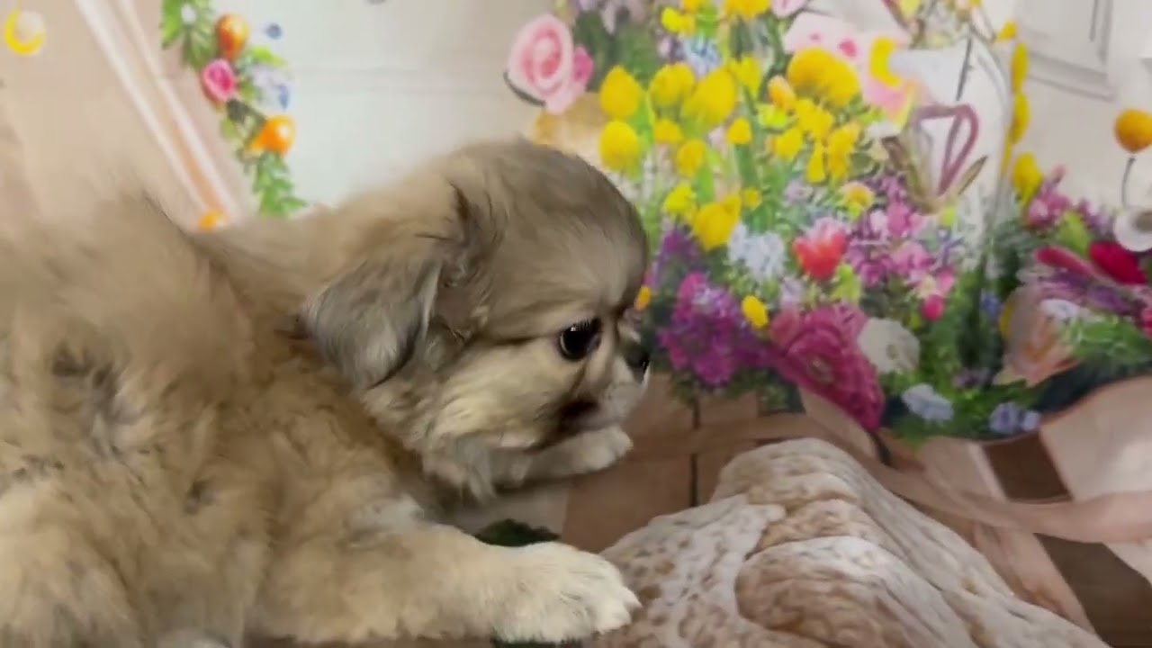 ペットショップcoo&riku No.742973チワペキ