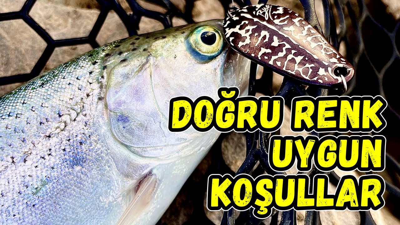 Doğru Renk Uygun Koşullar