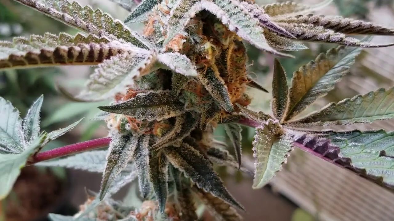Square 1 Genetics in week 6 of flower