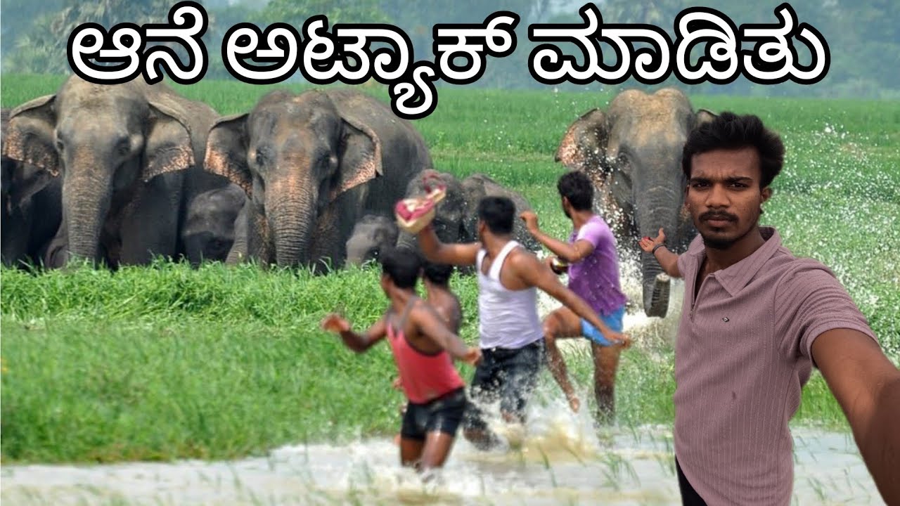 ಕಾಡಿನ ಮಧ್ಯೆ ಆನೆಗಳ ನೆಲೆಯಲ್ಲಿ,ಮರೆಮಾಚಿದ ಶಿವಲಿಂಗದ ಶಾಂತಿ 🙏ಪ್ರಕೃತಿ ಭಕ್ತಿ ಸಾಹಸ – ಒಂದೇ ಫ್ರೇಮ್ 🐘🌿ಆನೆ ಅಟ್ಯಾಕ್ 