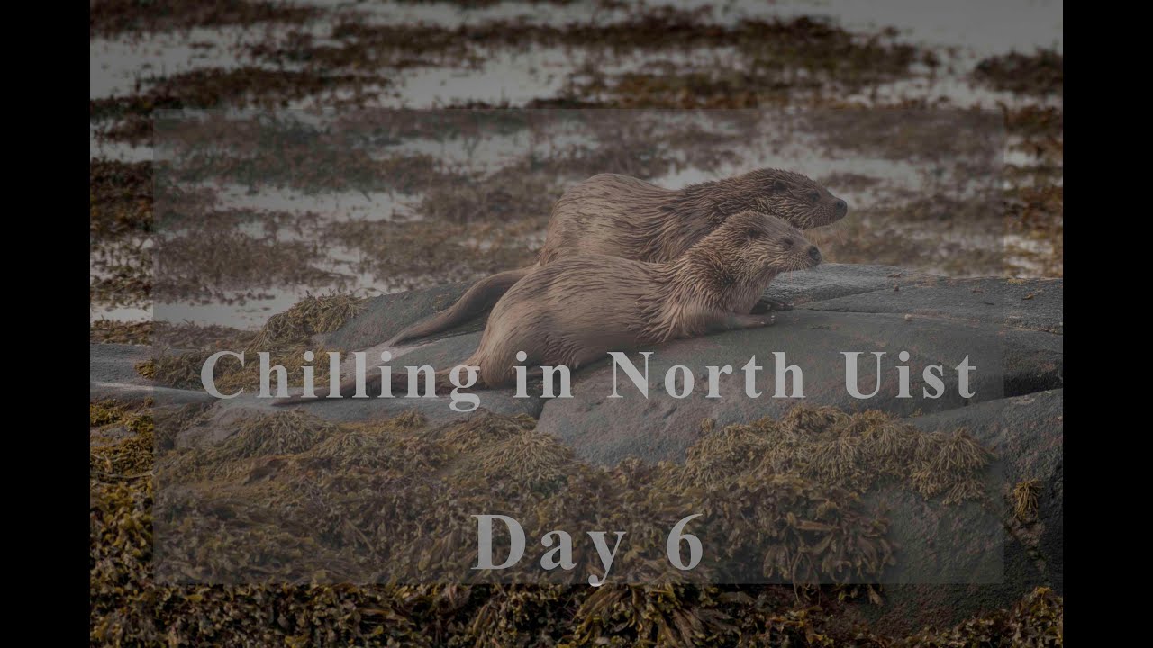 Wildlife Photography | VLOG – Day 6 | North Uist, Outer Hebrides, Scotland, UK