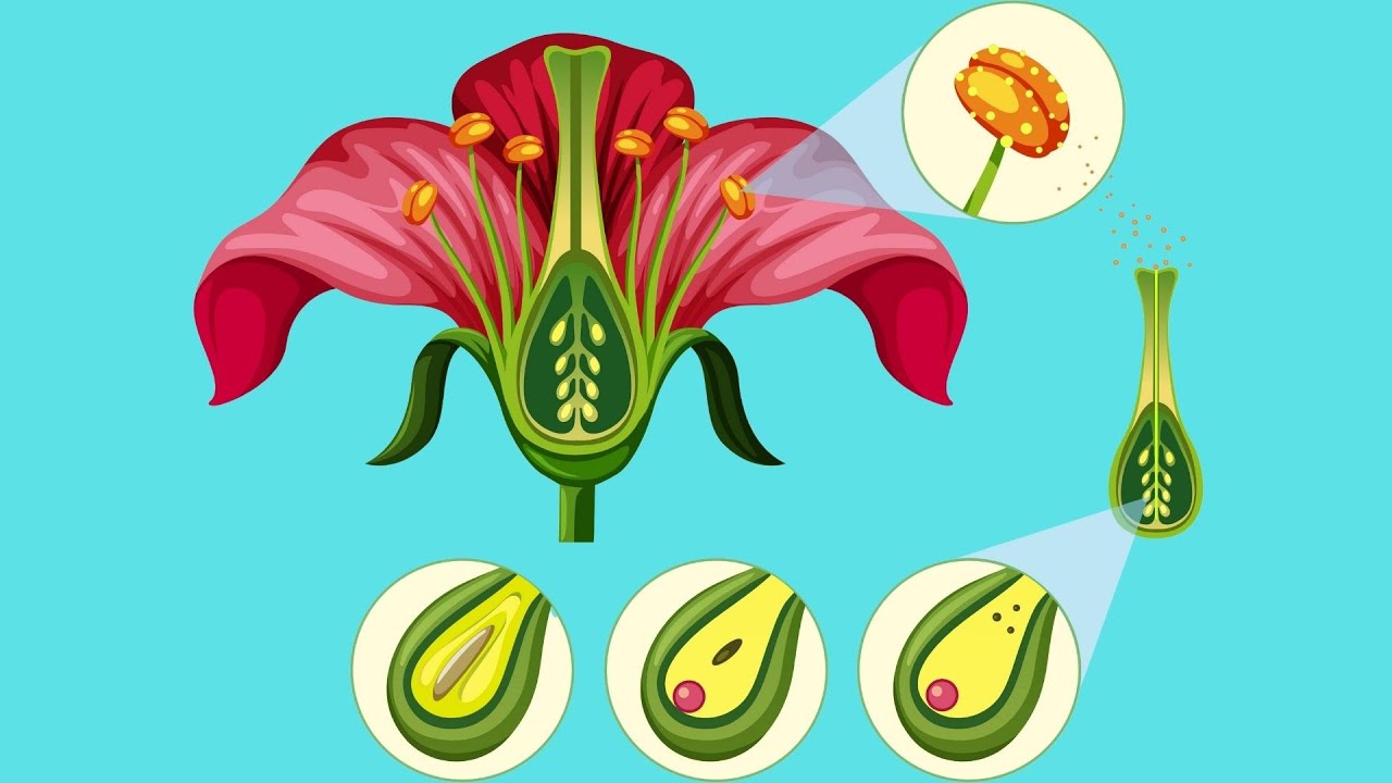 La REPRODUCCIÓN SEXUAL de las plantas🌾: partes y procesos
