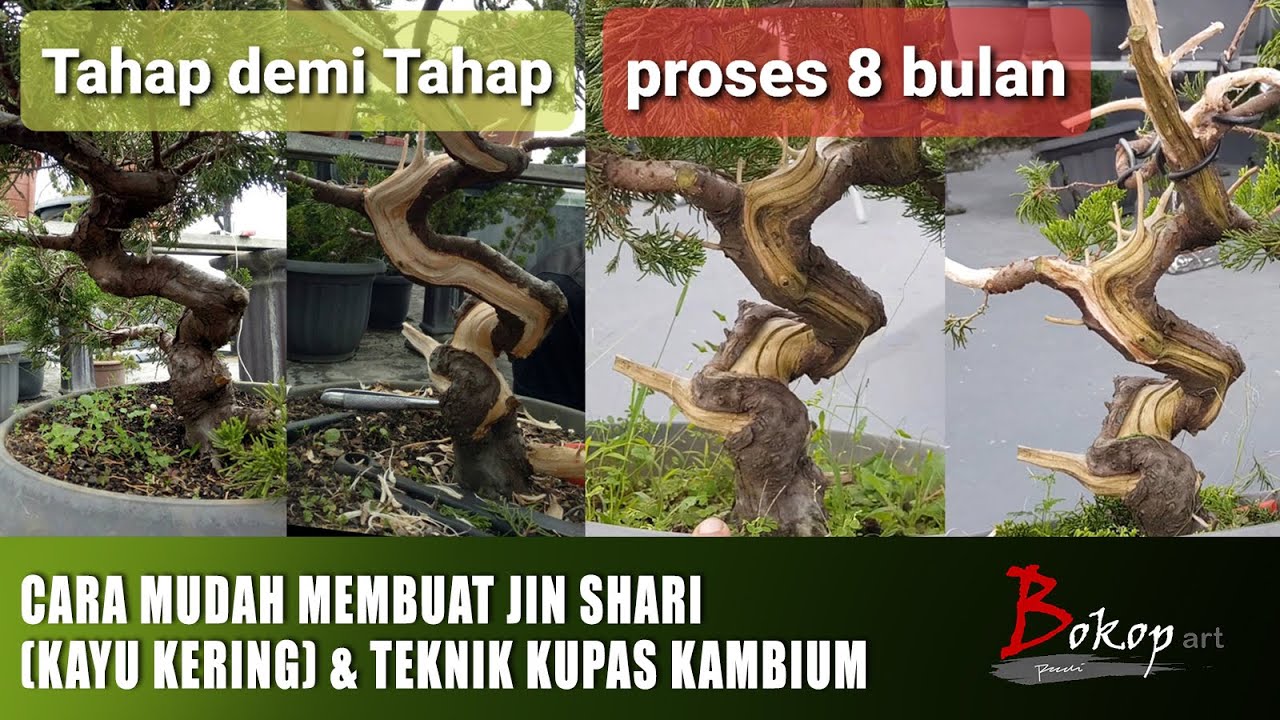 CARA MUDAH MEMBUAT JIN SHARI (KAYU KERING) & TEKNIK KUPAS KAMBIUM