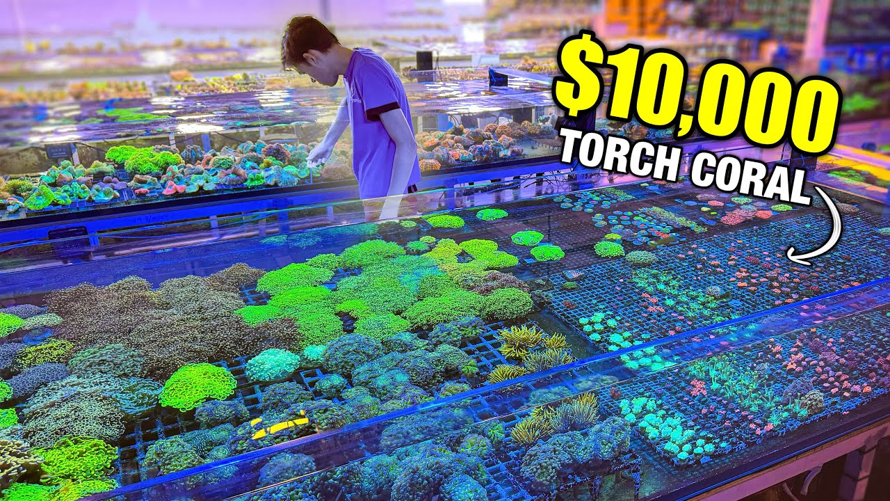 The Most EXPENSIVE and RAREST Corals I’ve Seen