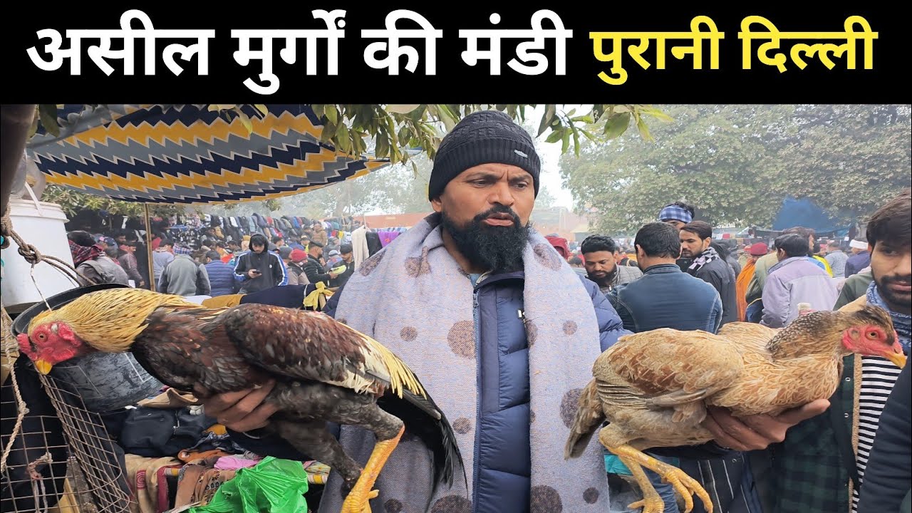 असील मुर्गों की सबसे बड़ी मार्केट | Jama Masjid Aseel murga markit Delhi