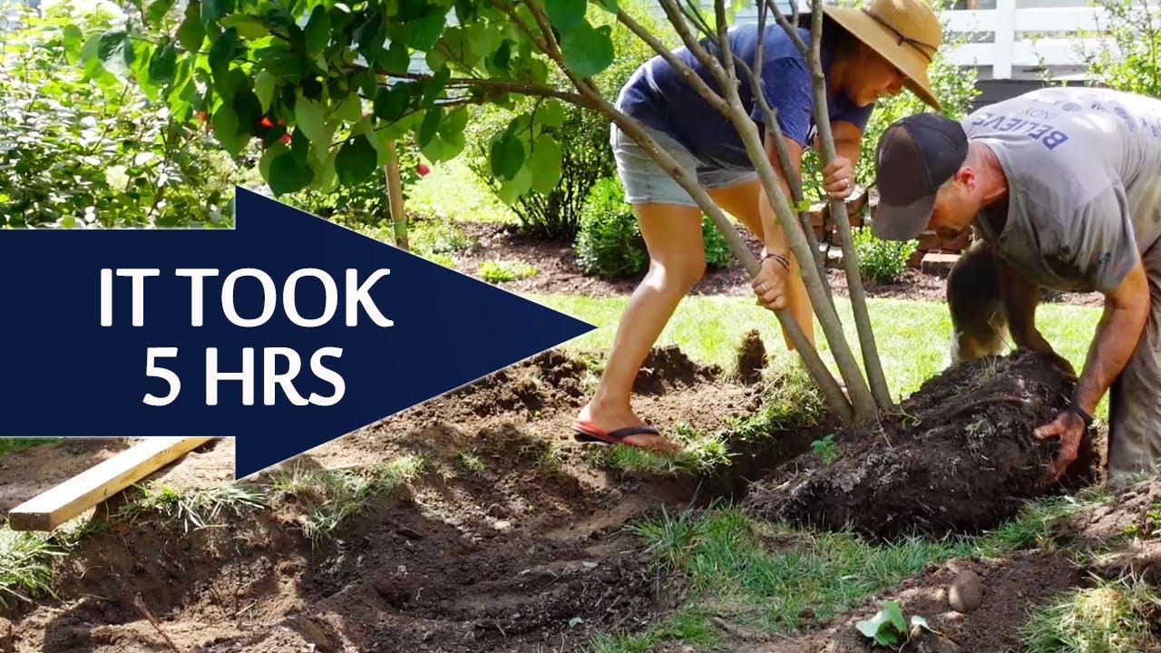 How to transplant a SMALL TREE - Moving our Redbud tree by hand