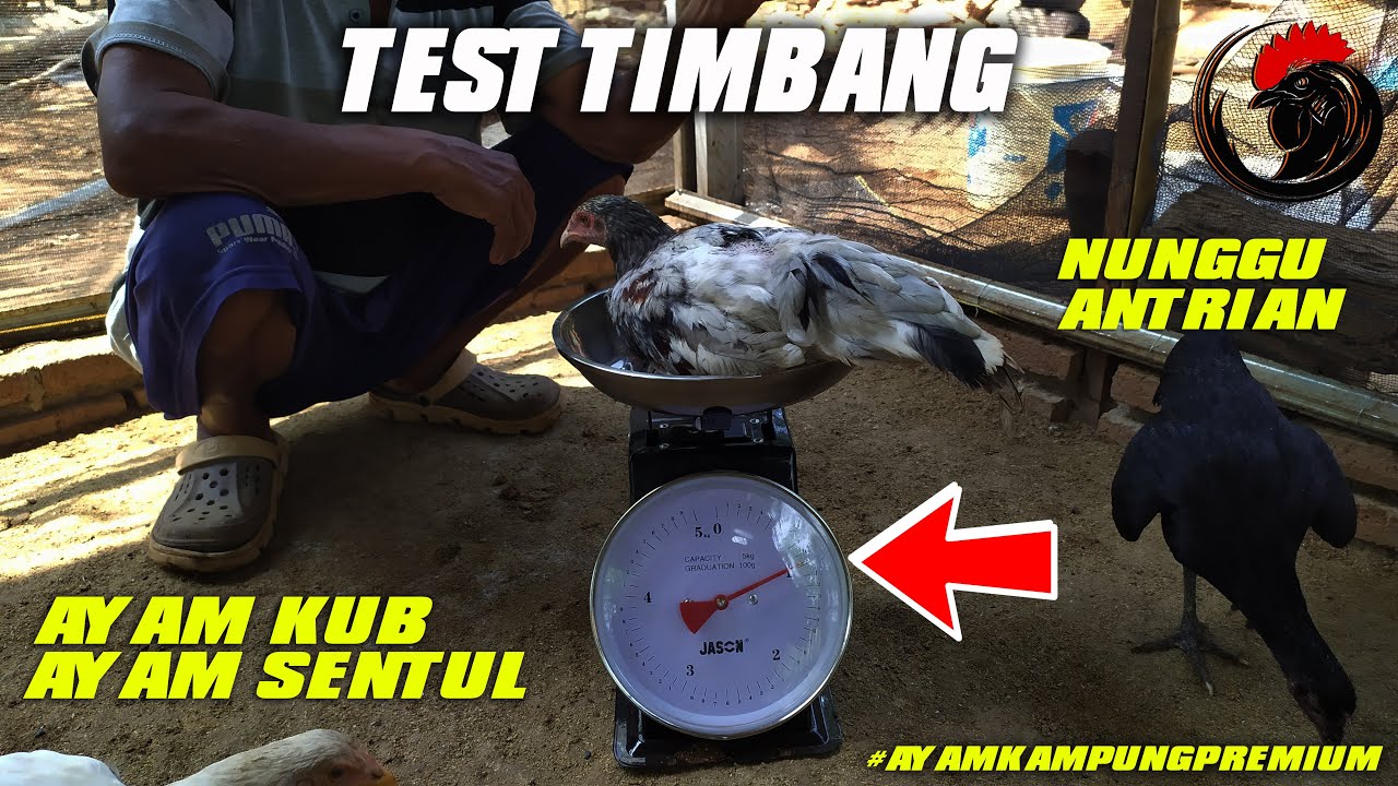 Test Timbang Ayam KUB & SENSI Umur 3 Bulan
