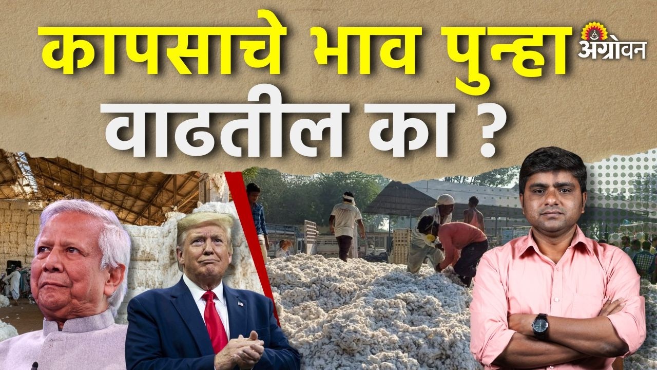 Cotton Rate: सीसीआयची विक्री, आयात आणि बांगलादेशमुळे कापूस बाजार कसा बदलला? | Agrowon