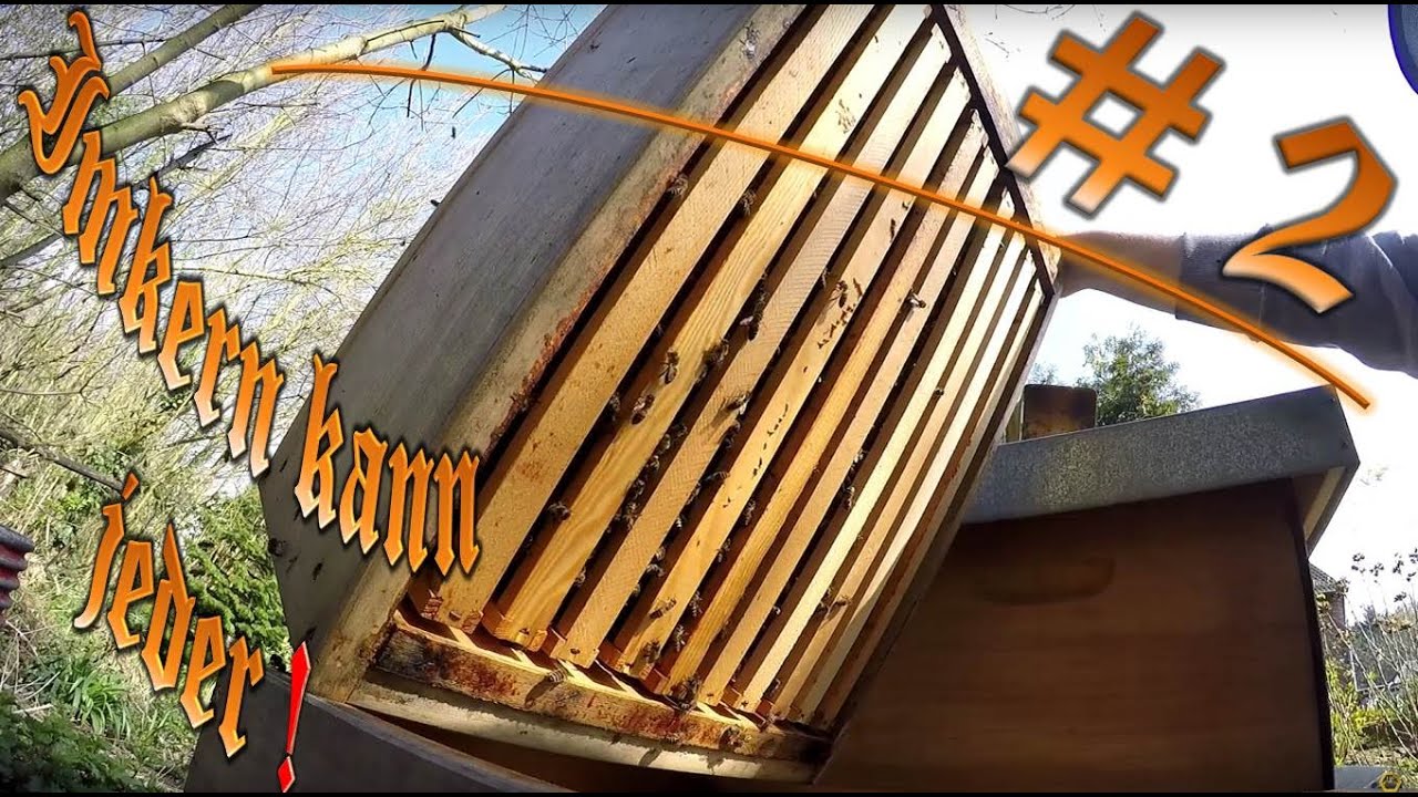 Imkern kann jeder - #2 - Zander Bienenvolk erweitern ?