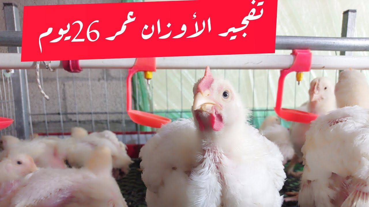 عمر الجاج 26يوم ❤️🥰 اوزان دبابات تفجير الأوزان افضل وزن لي الدجاج