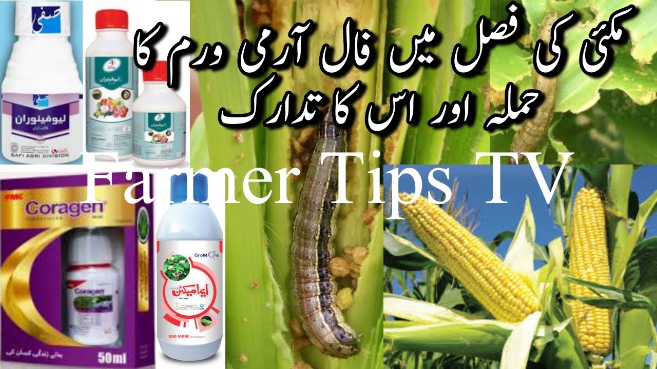 Fall Armyworm Identification How to control fall armyworm in maize Chemical control of fall armyworm