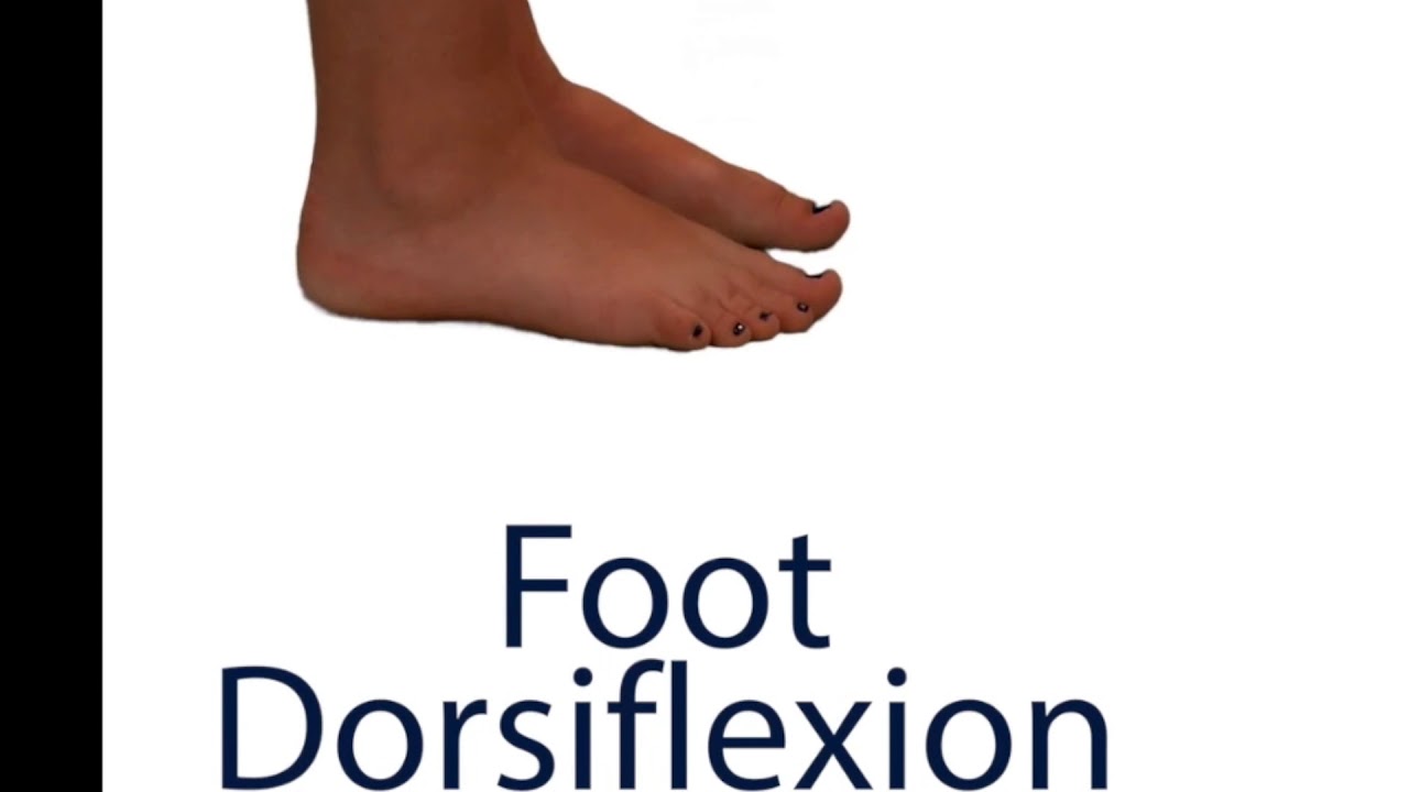 Dorsiflexion and Plantar flexion