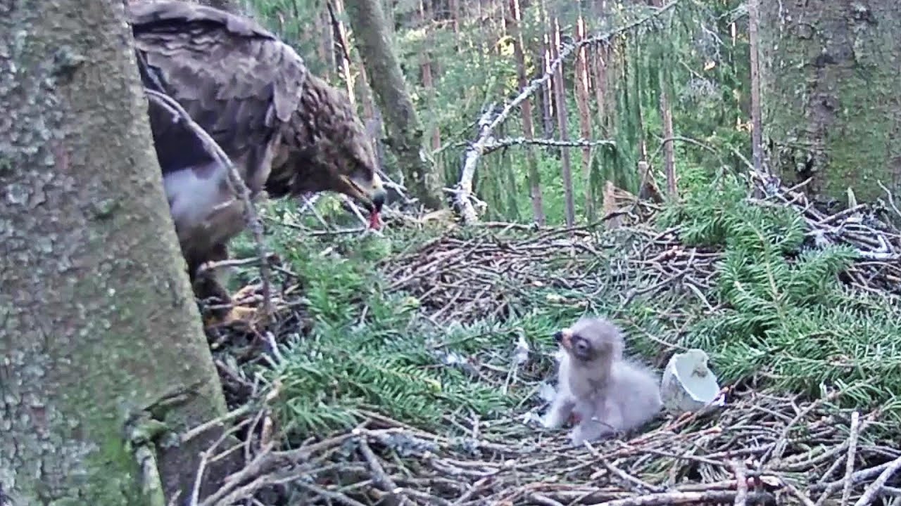 Mazais ērglis~Anna shows her cute eaglet🥰~6:39 am 2020/06/02