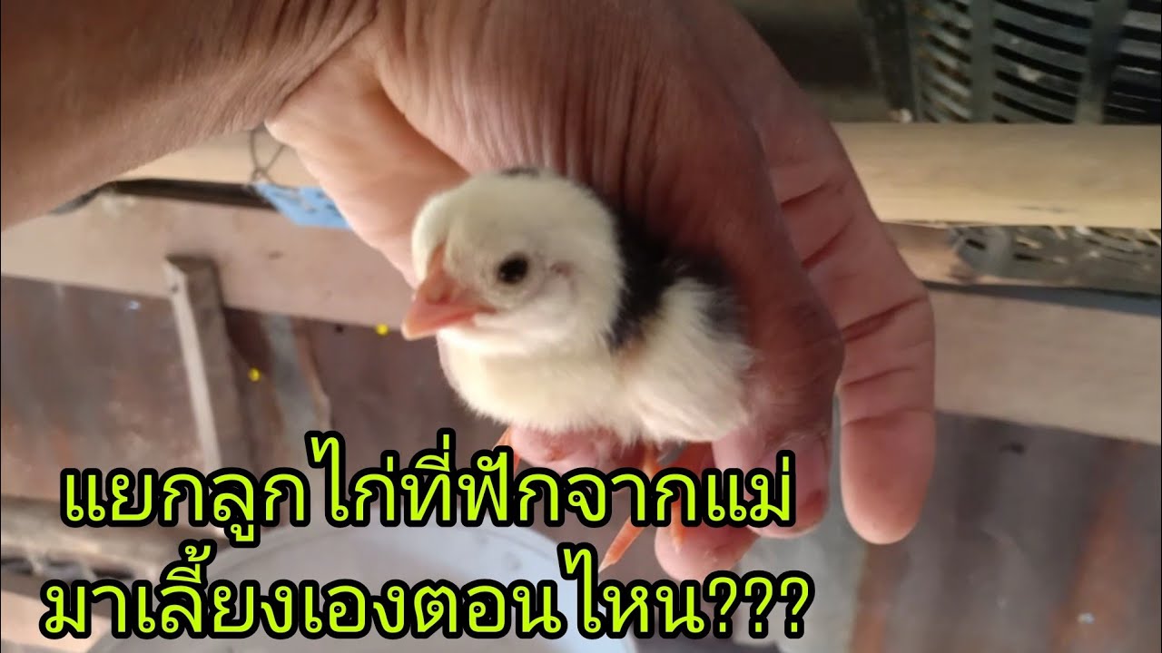 เก็บลูกไก่บ้านมาเลี้ยงเอง