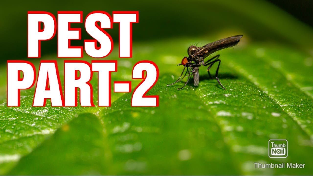 WHAT IS GEP, ETL, EIL, DB | CATEGORIES OF PEST ACCORDING TO :- GEP, ETL, EIL, DB