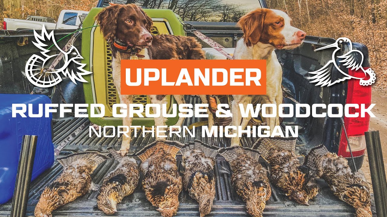 AWESOME Ruffed Grouse & Woodcock Hunting Footage!