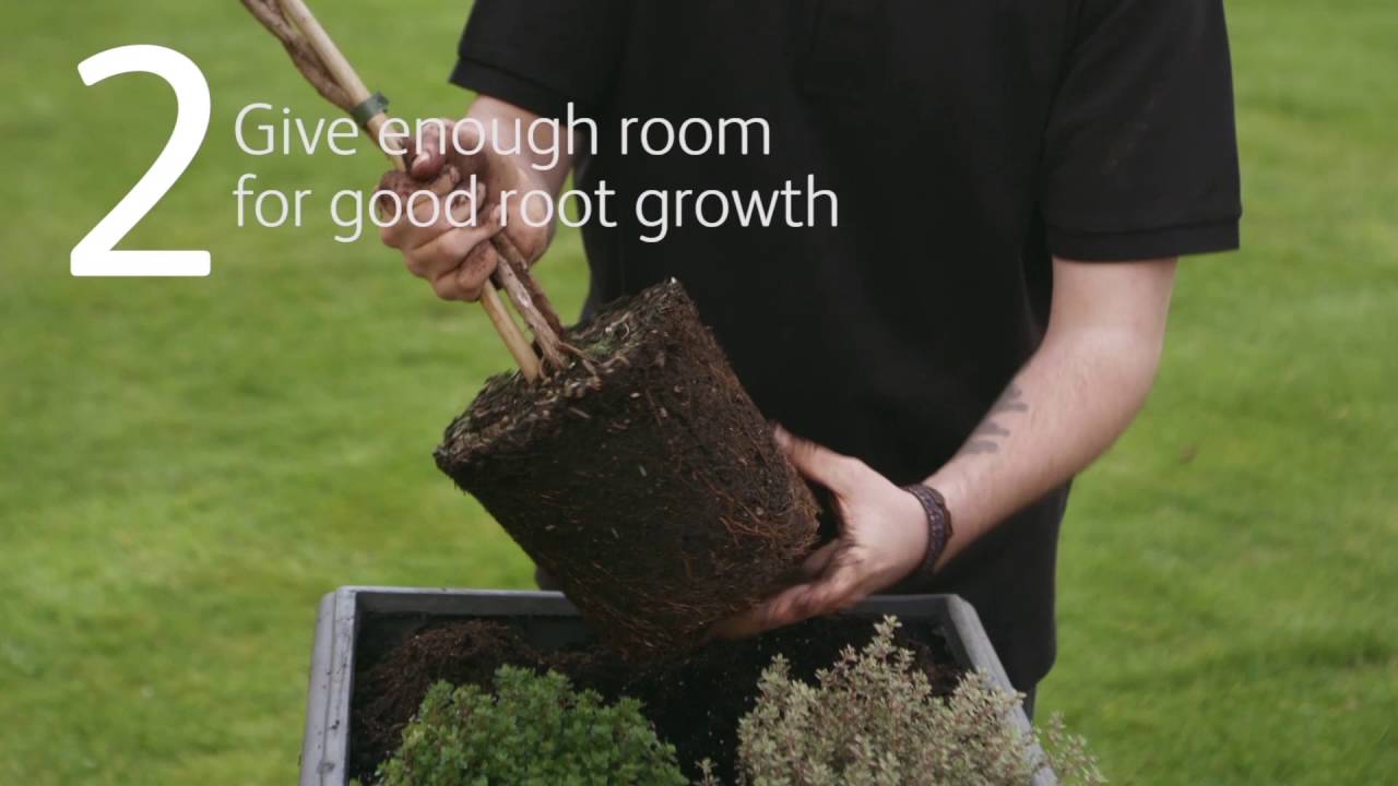 How To Plant a Herb Container