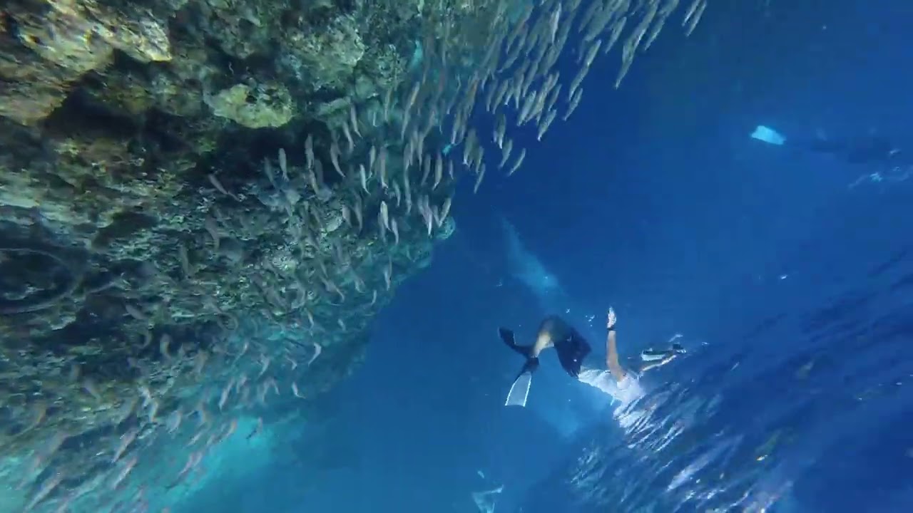 Molbol day - Sardine Run!