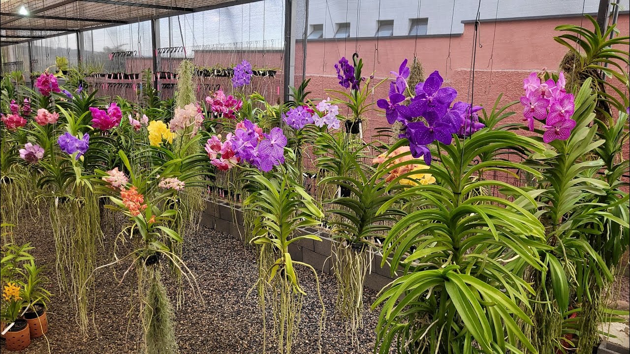 ADUBAÇÃO CORRETA PARA ALTA FLORAÇÃO E DESENVOLVIMENTO DO VEGETAL 