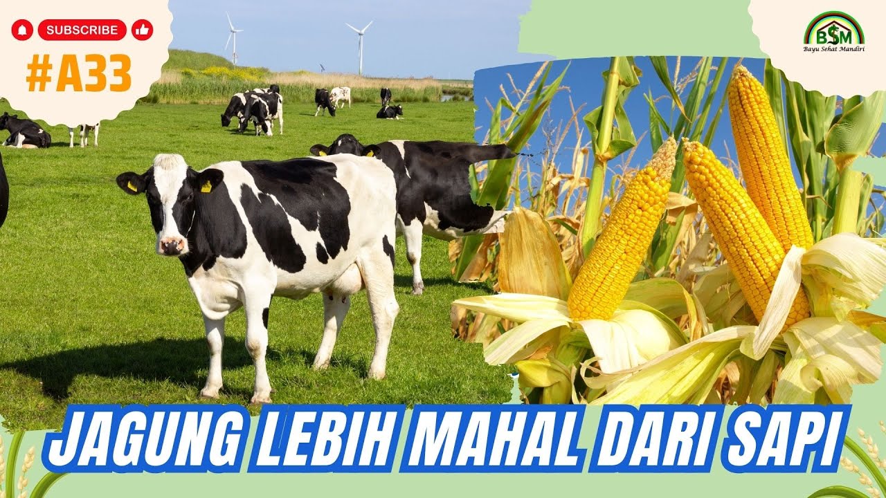 Tanam Jagung Lebih Untung Daripada Ternak Sapi