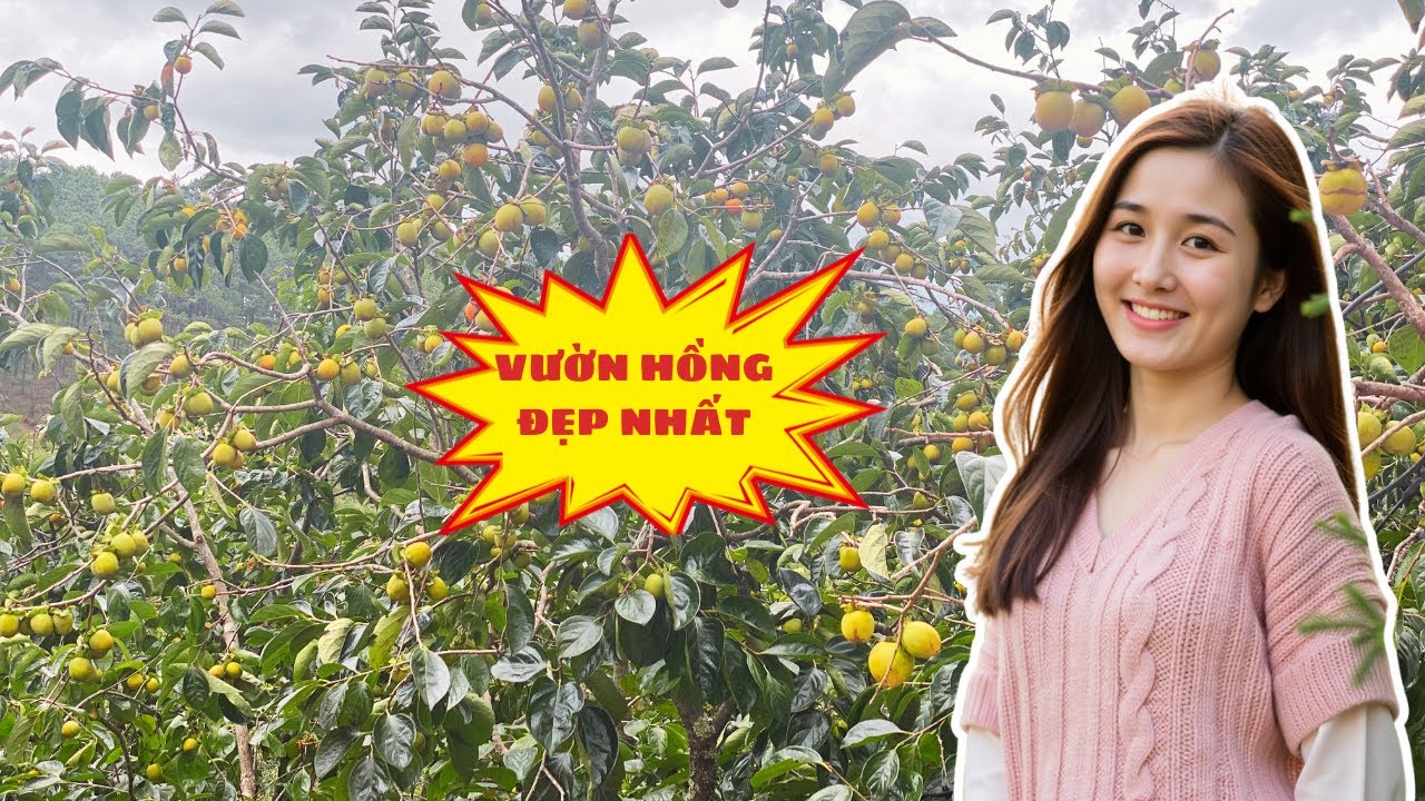 VƯỜN HỒNG CÓ KHUÔN VIÊN ĐẸP NHẤT ĐÀ LẠT
