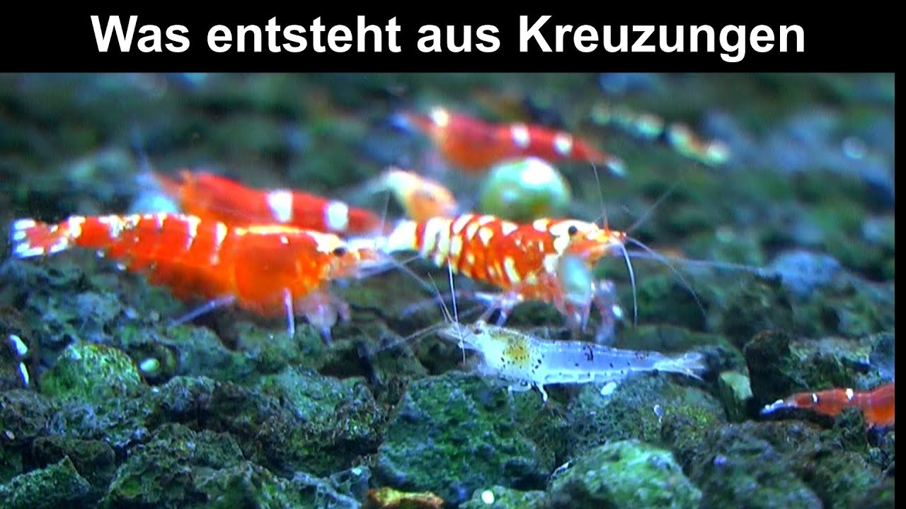 Kreuzungen Selektion bei den Caridina Zwerggarnelen Es entstehen vielfältige Varianten bei den Farb.