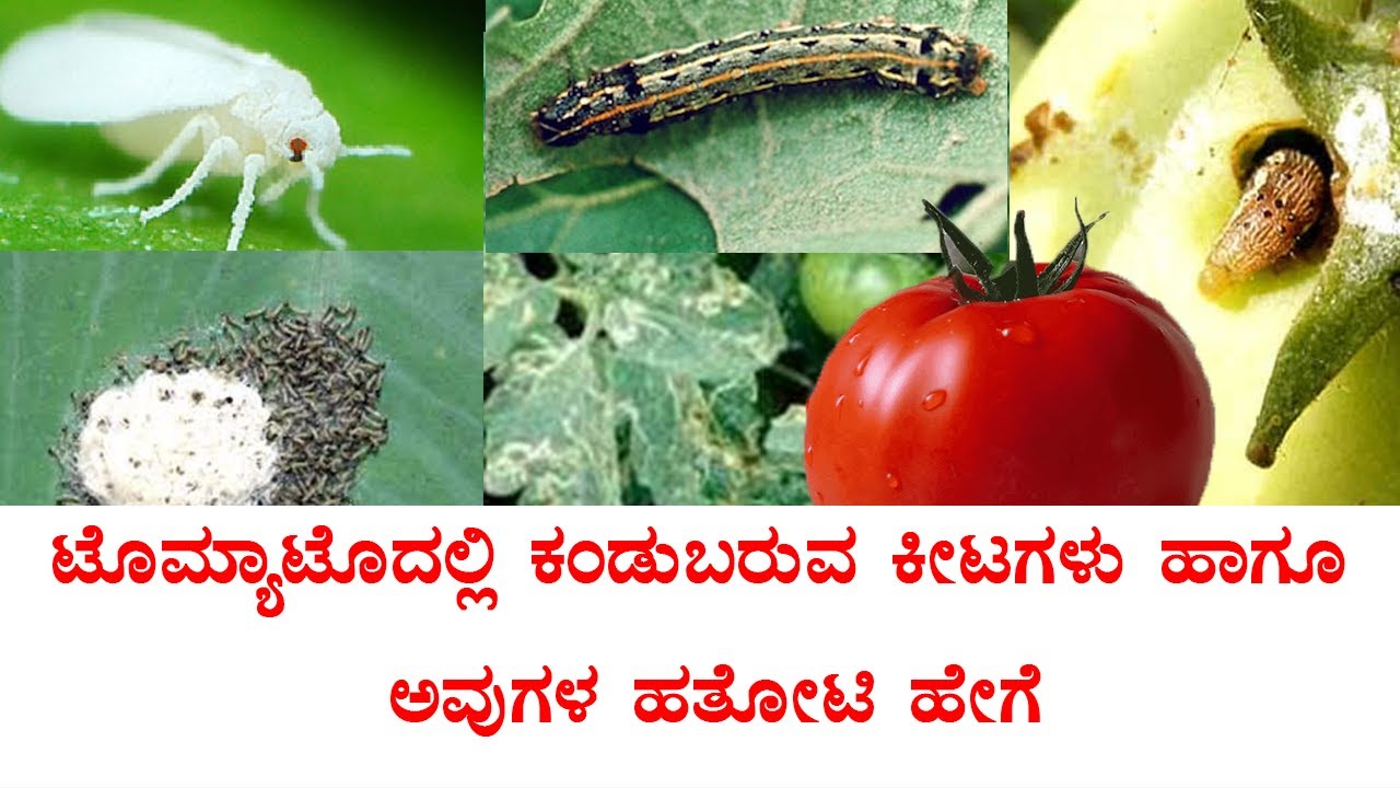 ಟೊಮೆಟೊದಲ್ಲಿ ಕಂಡುಬರುವ ಕೀಟಗಳ ಹತೋಟಿ | Tomato pest and is management @raitasnehi5828