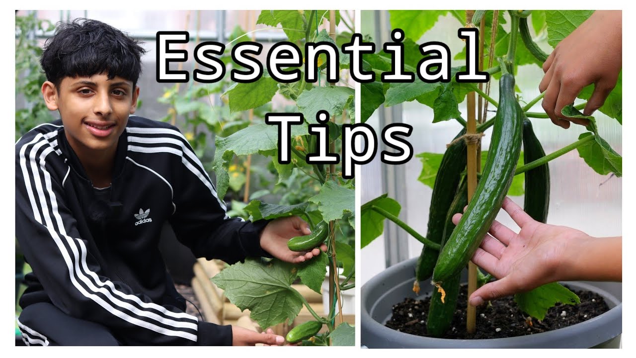 5 TOP TIPS FOR GROWING LOTS OF CUCUMBERS
