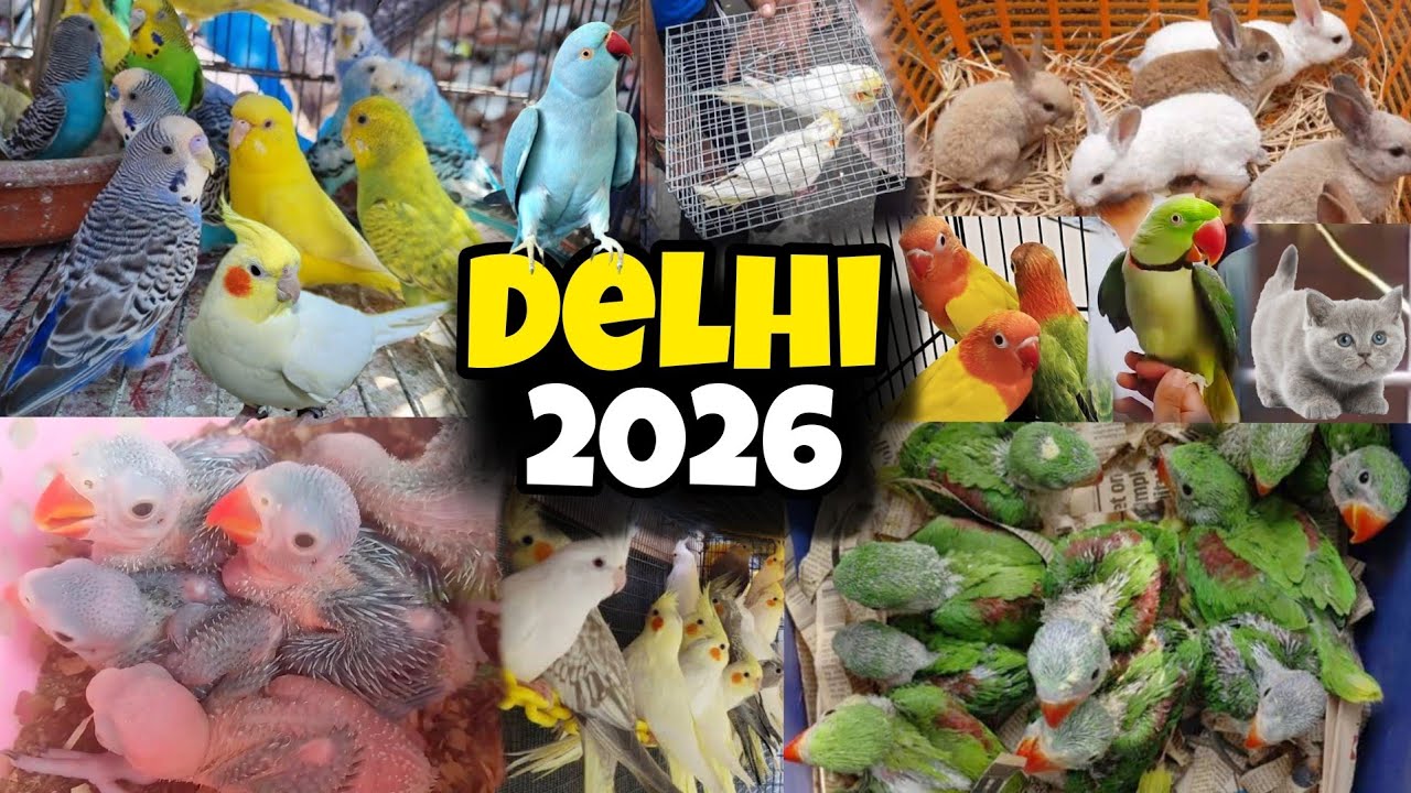 Delhi Bird's Market || Lal Qila Birds Market 2026 | Bird Market Delhi 2026 Baby Parrot 
