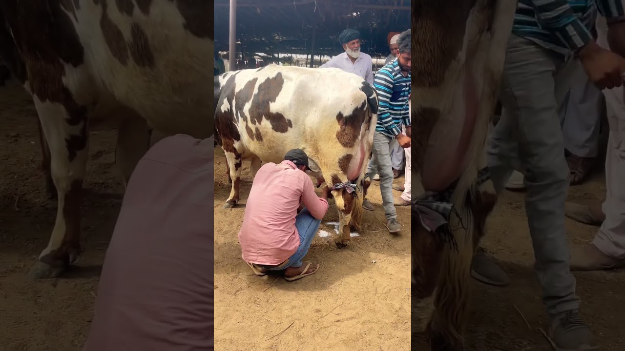 #dhendwaldairyfarm