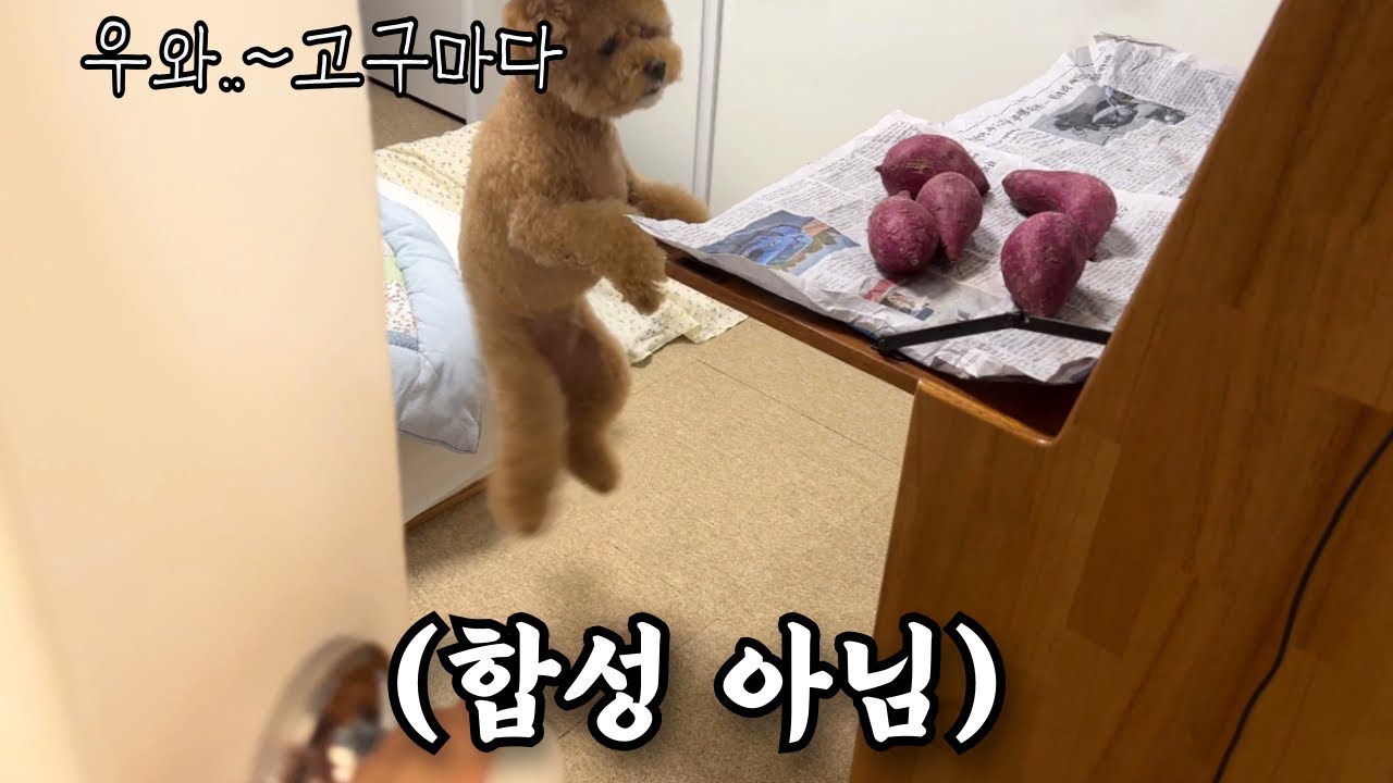 고구마랑 강아지가 있는 방문을 열었더니.. 무빙?
