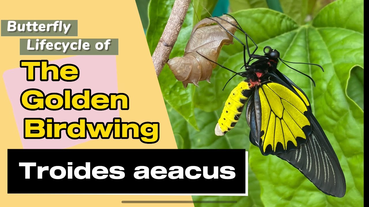 Butterfly life cycle of Troides aeacus (The Golden Birdwing)  #lifecycles #nature #birdwingbutterfly