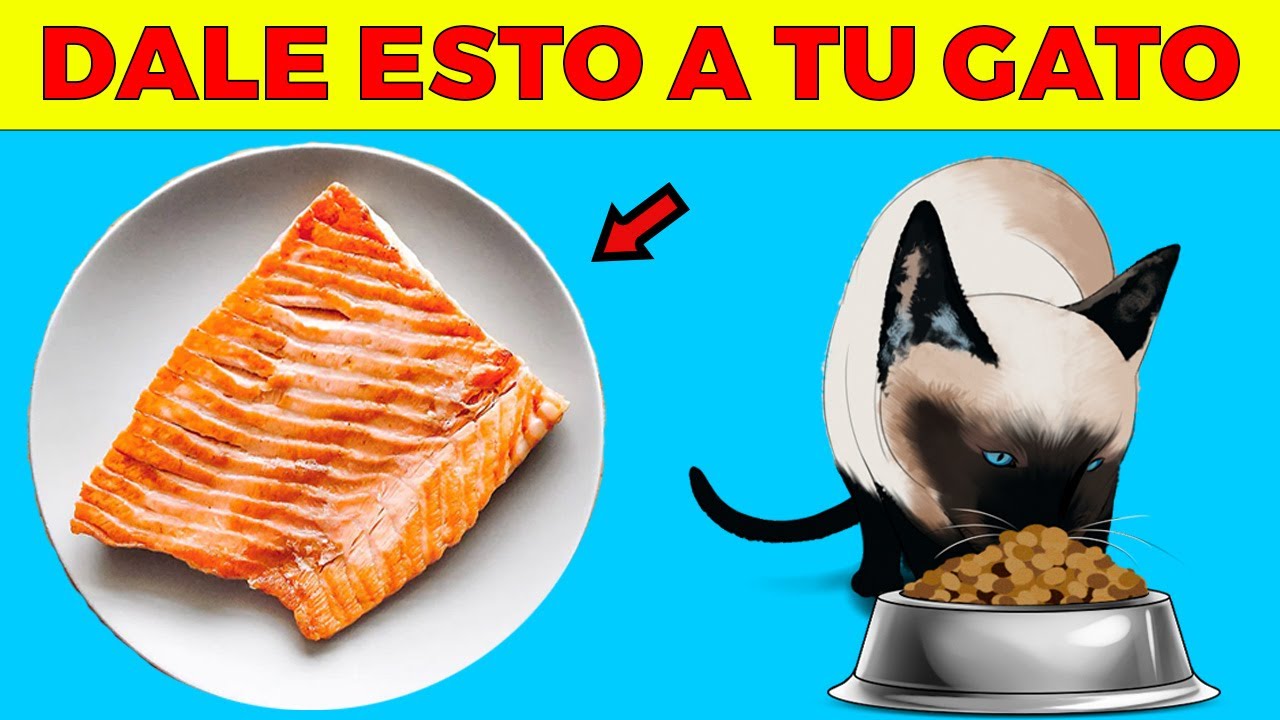 😸15 alimentos humanos que pueden comer los gatos