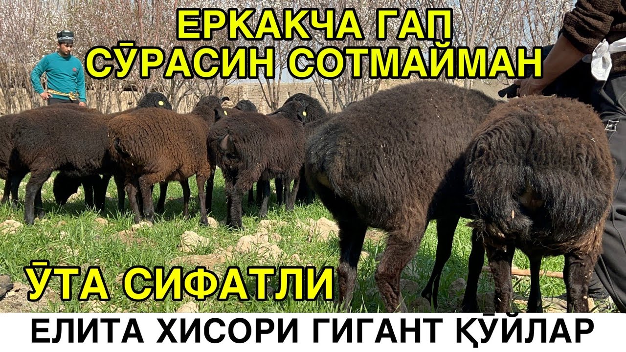 БУҒОЗ ҚӮЙЛАР КЕЛДИ. ☎️+998772982000