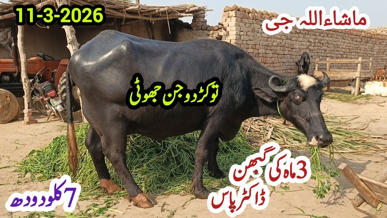 افضل جٹ گنڈاس چوک|باکھڑی جھوٹیاں|11مارچ2026|Pure Neli,Nili Ravi Buffalo for sale on ZafarAnimal Tv 