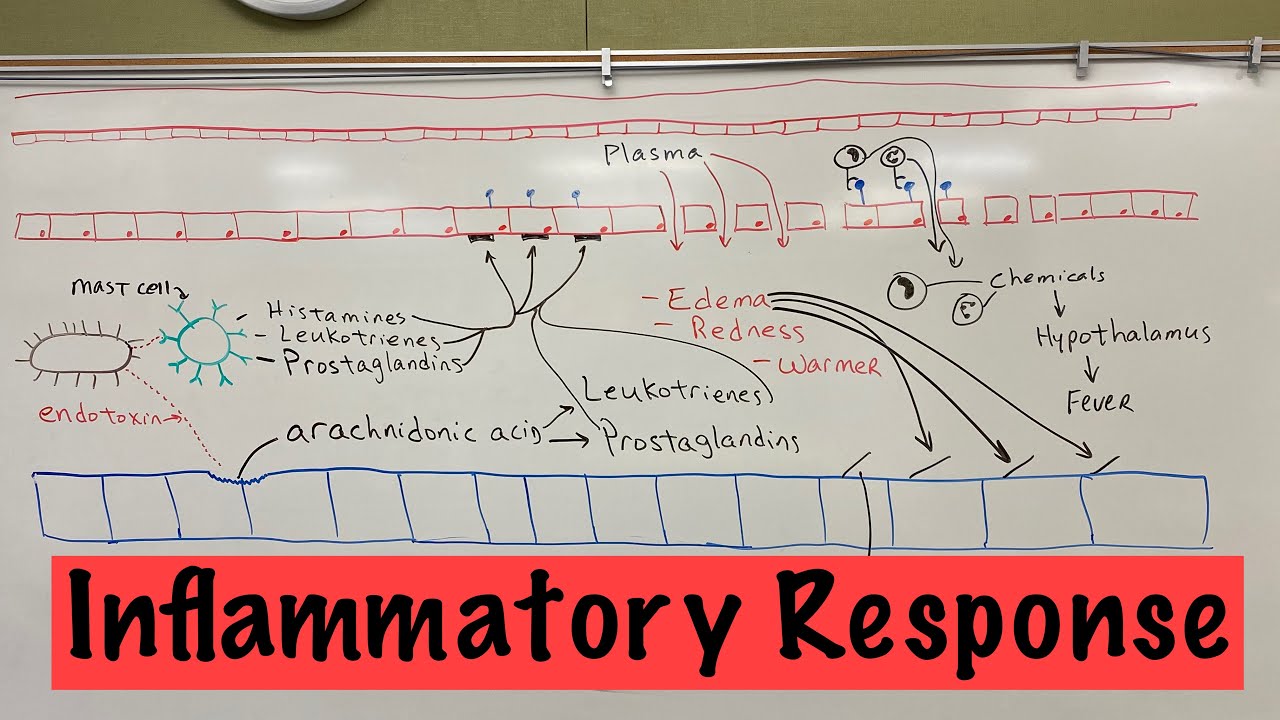 Immunological Inflammatory Response