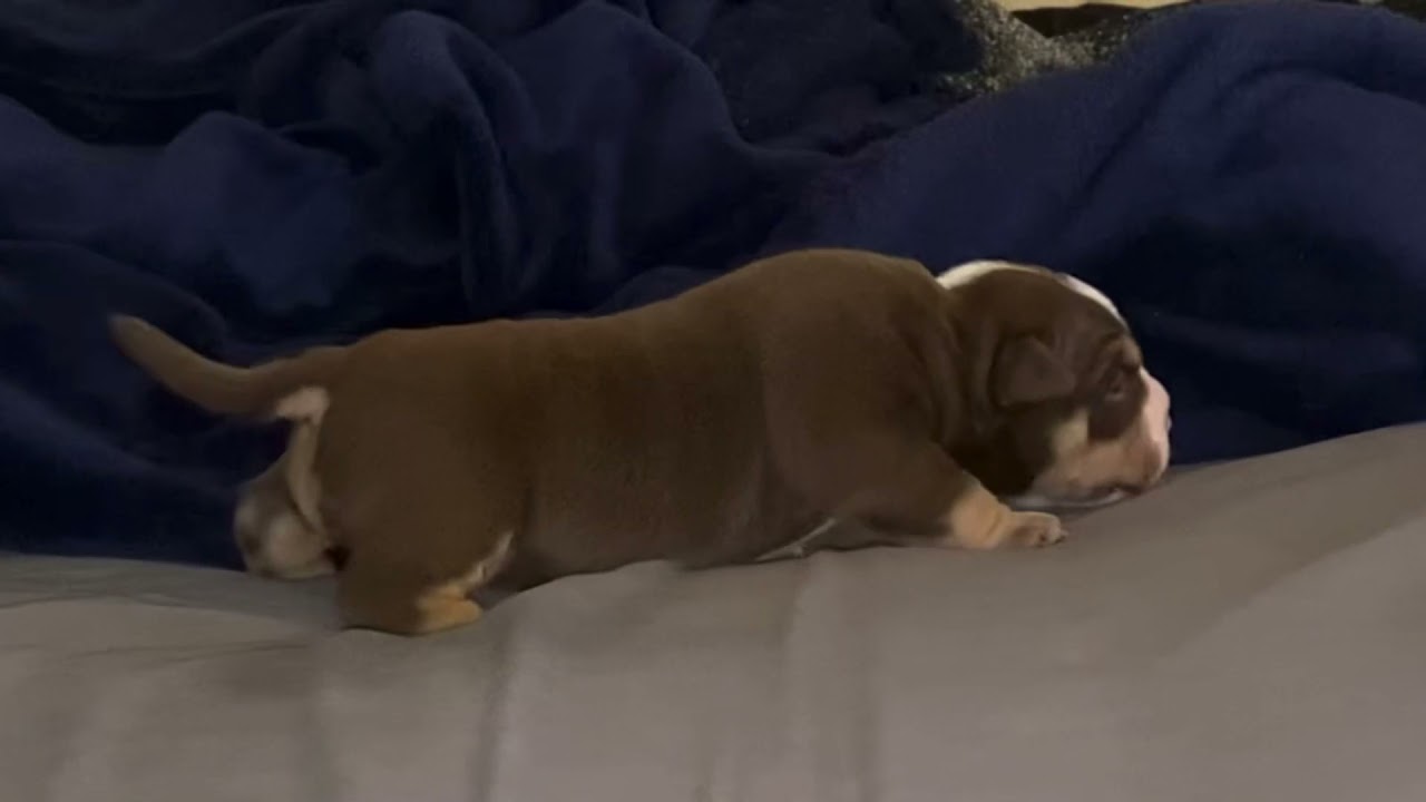 Pocket Bully Puppies Learn to Walk - King V Pups at 18 Days Old